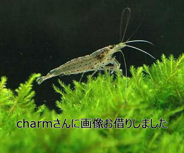 ヤマトヌマエビ