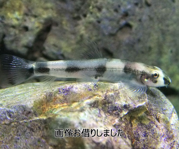 パンダシャークローチ