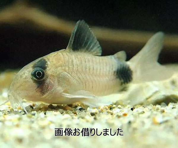 コリドラスパンダ